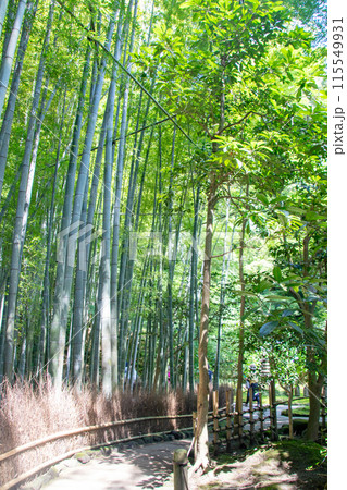 初夏の鎌倉 報国寺 初夏の鎌倉 報国寺 115549931