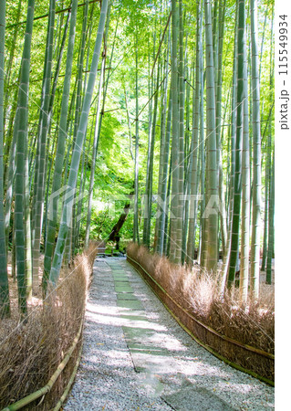 初夏の鎌倉　報国寺 115549934