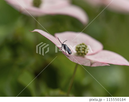 ヤマボウシの花に止まるルリチュウレンジ 115550184