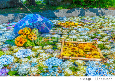 あじさいの池　あじさいまつり　開成町あじさいの里　神奈川県　開成町 115550627