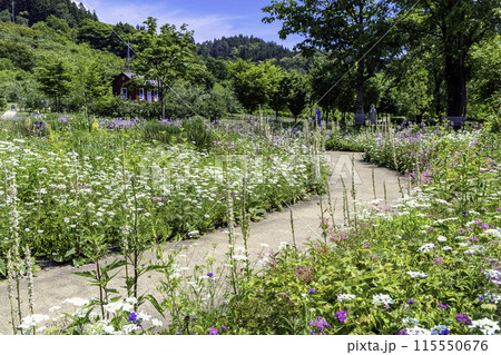 小屋に続くナチュラルガーデン 115550676