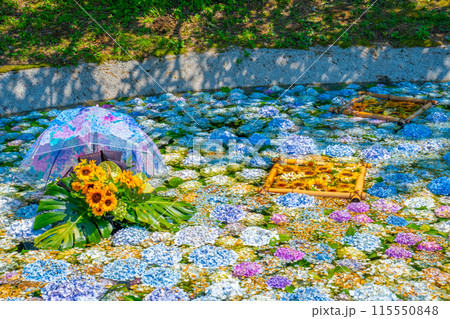 あじさいの池　あじさいまつり　開成町あじさいの里　神奈川県　開成町 115550848