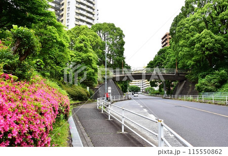 横浜市 若葉台団地と新緑 横浜市 若葉台団地と新緑 115550862