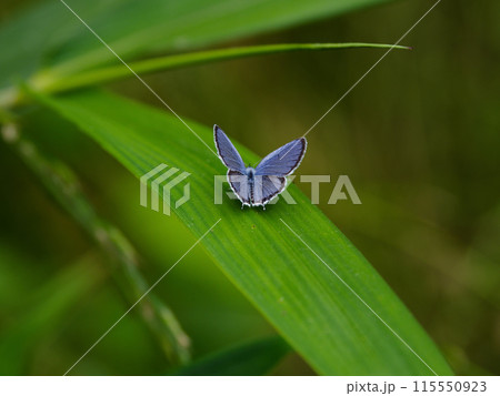 葉に止まるシジミチョウ科ツバメシジミ♂ 115550923