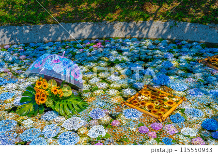 水面に浮かぶあじさい　あじさいの池　あじさいまつり　開成町あじさいの里　神奈川県　開成町 115550933