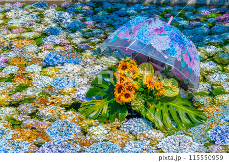 あじさいの池 あじさいまつり 開成町あじさいの里 神奈川県 開成町 あじさいの池 あじさいまつり 開成町あじさいの里 神奈川県 開成町 115550959