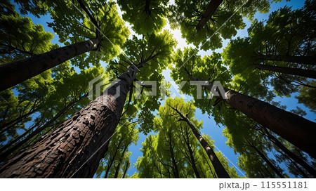 LowAngle View trees LowAngle View trees 115551181