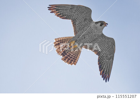 青空バックに悠然と飛ぶハヤブサ成鳥 青空バックに悠然と飛ぶハヤブサ成鳥 115551207