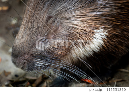 ヤマアラシ 115551250