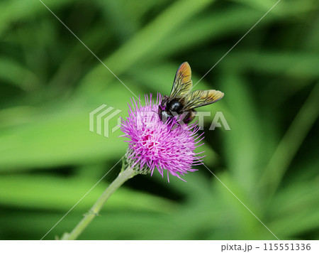 スズカアザミ訪花昆虫　ミツバチ科ハナマルバチ 115551336