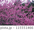 ピンク色の桃の花が咲いています 115551466