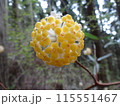 ミツマタの黄色い花 115551467