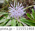 春に咲くショウジョウバカマ 115551468