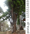 御岳山の安産杉 115551469