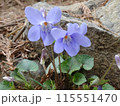 春の日差しを浴びて咲くタチツボスミレの花 115551470