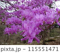 ピンク色のミツバツツジが咲いています 115551471