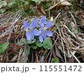 春の日差しを浴びて咲く紫色タチツボスミレの花 115551472