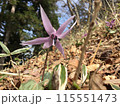 カタクリの花が咲いています 115551473