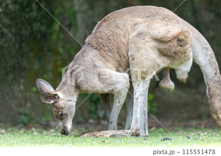こちらを見つめるカンガルー 115551478