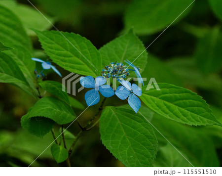 アジサイ科ヤマアジサイの青い装飾花 115551510