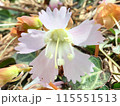 春に咲くイワウチワ（岩団扇）の花 115551513