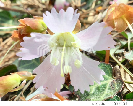 春に咲くイワウチワ(岩団扇)の花 春に咲くイワウチワ(岩団扇)の花 115551513