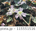 春の訪れを告げるイワウチワ（岩団扇）の花 115551516