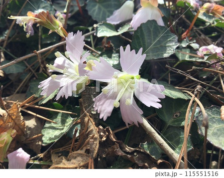 春の訪れを告げるイワウチワ(岩団扇)の花 春の訪れを告げるイワウチワ(岩団扇)の花 115551516