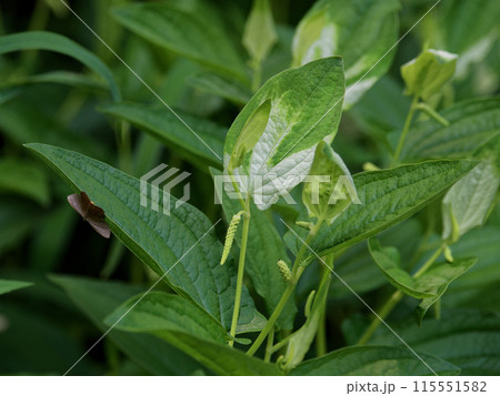 ドクダミ科ハンゲショウ ドクダミ科ハンゲショウ 115551582