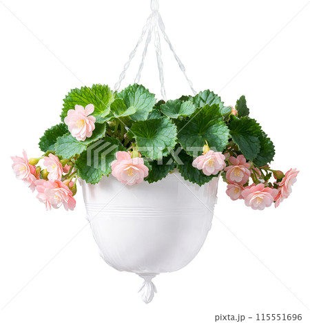 Begonia delicate pink and white flowers amidst glossy green leaves in a white hanging planter 115551696
