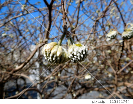 ミツマタの花 115551744