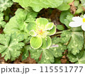 珍しいミドリニリンソウの花1 115551777