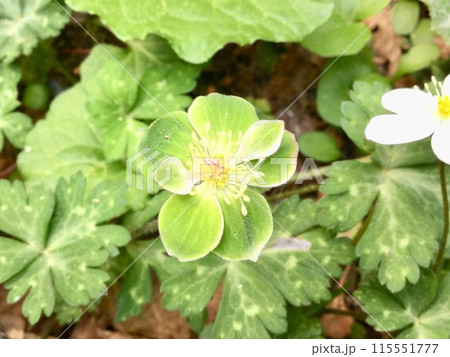 珍しいミドリニリンソウの花1 珍しいミドリニリンソウの花1 115551777