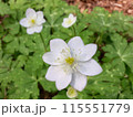 花びらの枚数が多いニリンソウ 115551779
