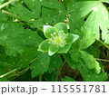 珍しいミドリニリンソウ4 115551781