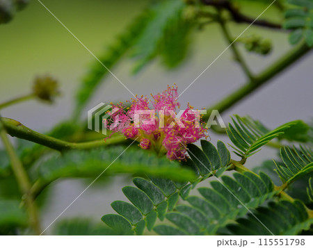 マメ科ネムノキの蕾 マメ科ネムノキの蕾 115551798
