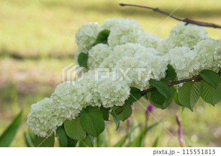 オオデマリの花・2023年4月   オオデマリの花・2023年4月   115551813