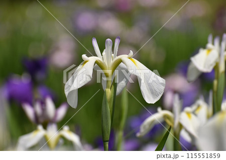 初夏に咲く白い花ショウブ 115551859