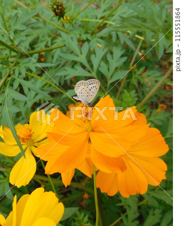 ヤマトシジミチョウとキバナコスモス ヤマトシジミチョウとキバナコスモス 115551864
