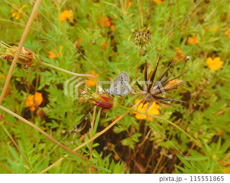 ヤマトシジミチョウとキバナコスモス ヤマトシジミチョウとキバナコスモス 115551865
