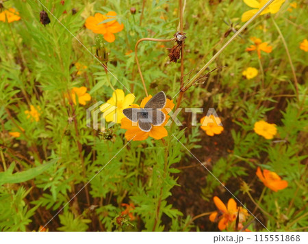 ヤマトシジミチョウとキバナコスモス ヤマトシジミチョウとキバナコスモス 115551868