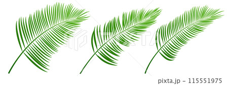 ヤシの葉　観葉植物　夏　アイコン 115551975