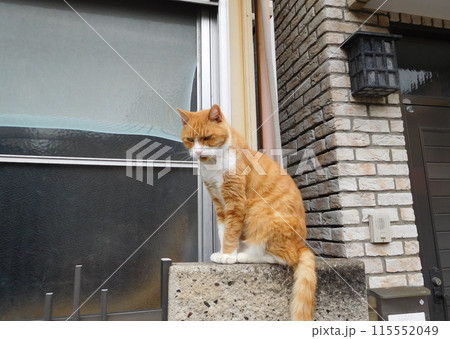 塀の上に茶トラの猫　松原商店街 115552049