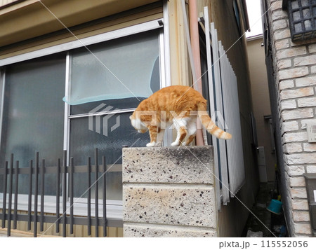 塀の上に茶トラの猫　松原商店街 115552056