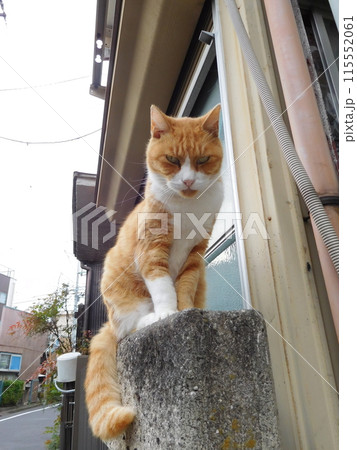 塀の上に茶トラの猫　松原商店街 115552061