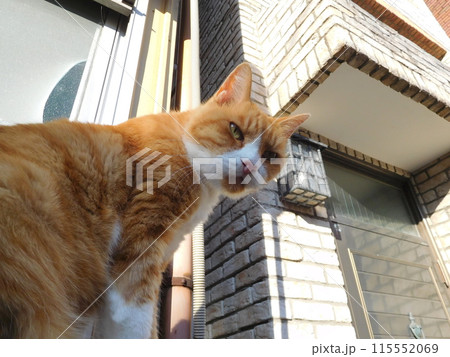 塀の上に茶トラの猫 松原商店街 塀の上に茶トラの猫 松原商店街 115552069