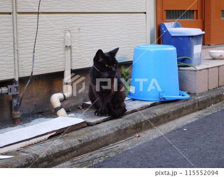 松原商店街　バケツと黒い野良猫 115552094
