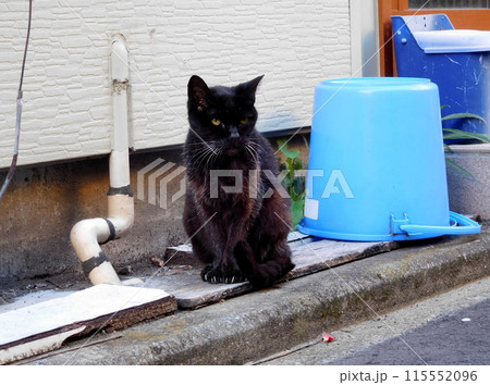 松原商店街　バケツと黒い野良猫 115552096