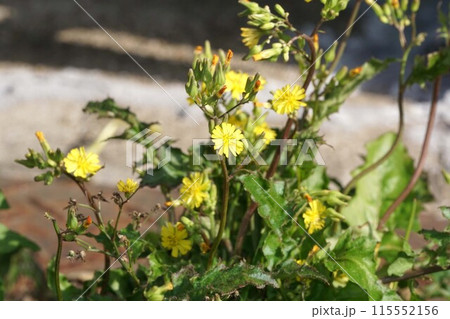 オニタビラコの花　 115552156