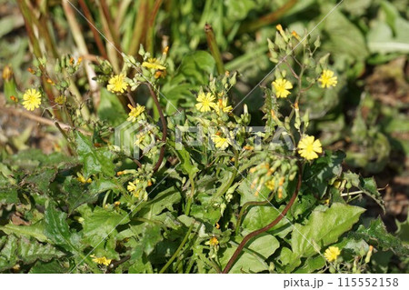 オニタビラコの花  オニタビラコの花  115552158